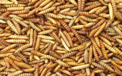 The Science of Scaling Insect Protein: A Deep Dive into Industrial BSFL Drying Systems