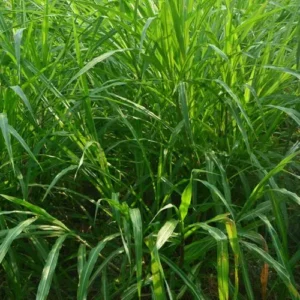 Napier grass dryer manufacturer