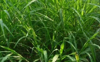 The Green Gold Rush: Why Commercial Napier Grass Processing Demands Precision Drying
