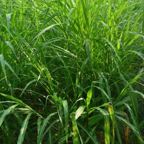 Napier grass dryer manufacturer