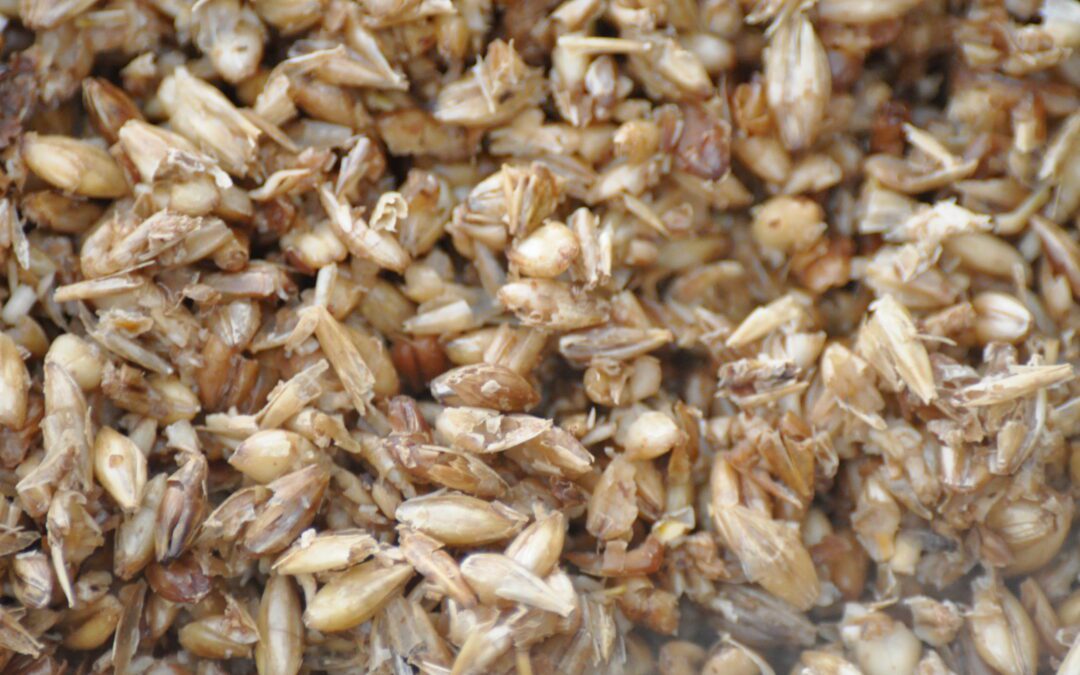 Spent grains dehydration