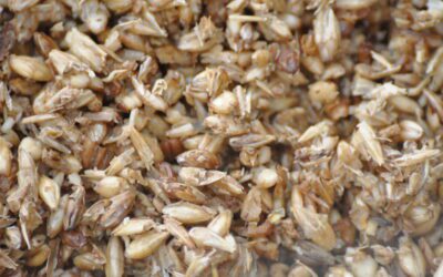 The Ultimate Guide to Spent Grains Dehydration for Sustainable Processing