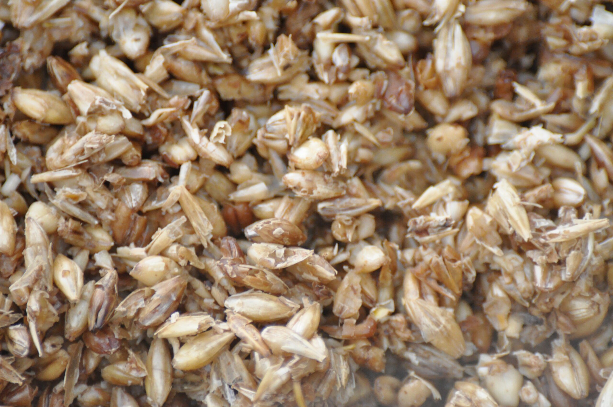 Spent grains dehydration