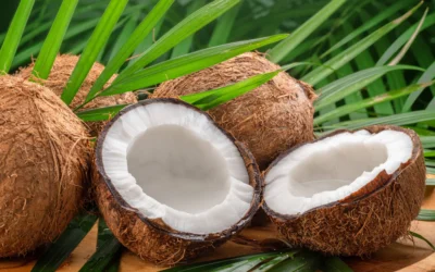 Coconut Biodiesel, Paring & Testa Oil Machinery Manufacturers: Advanced Solutions for Coconut Oil Processing Industries