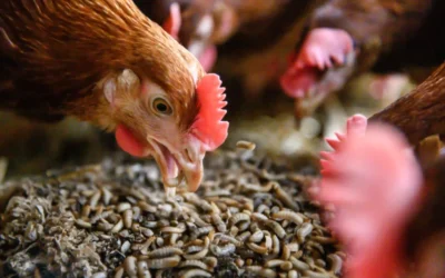 Animal Feed & Insect Protein Dryer Manufacturers in India: Advanced Industrial Belt and Fluid Bed Drying Solutions