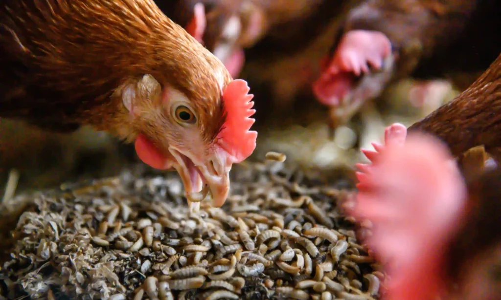 Animal Feed & Insect Protein Dryer Manufacturers in India: Advanced Industrial Belt and Fluid Bed Drying Solutions